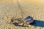 Picture of RACE TRACK ROCKS-DEATH VALLEY-CALIFORNIA