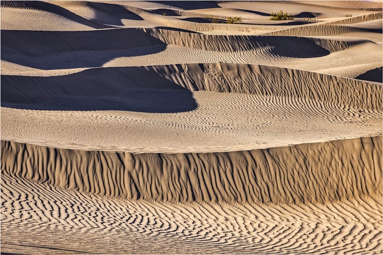 Picture of MESQUITE DUNES-DEATH VALLEY NATIONAL PARK-CALIFORNIA