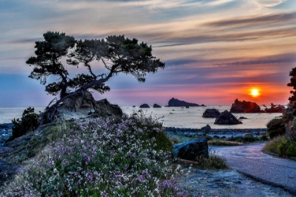 Picture of USA-CALIFORNIA-CRESCENT CITY-MONTEREY CYPRESS
