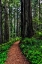 Picture of CALIFORNIA-CRESCENT CITY-DAMNATION CREEK TRAIL