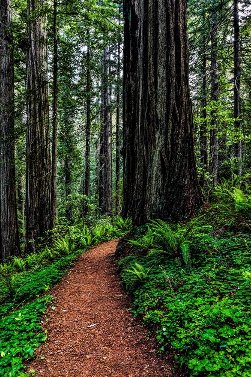 Picture of CALIFORNIA-CRESCENT CITY-DAMNATION CREEK TRAIL