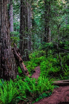 Picture of CALIFORNIA-CRESCENT CITY-DAMNATION CREEK TRAIL