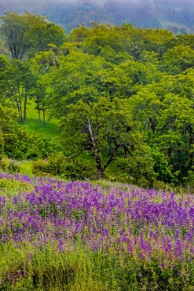 Picture of USA-CALIFORNIA-CRESCENT CITY-REDWOODS NATIONAL PARK-SILKY LUPINE