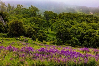 Picture of USA-CALIFORNIA-CRESCENT CITY-REDWOODS NATIONAL PARK-BOLD HILLS