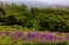 Picture of USA-CALIFORNIA-CRESCENT CITY-REDWOODS NATIONAL PARK-BOLD HILLS