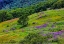 Picture of USA-CALIFORNIA-CRESCENT CITY-REDWOODS NATIONAL PARK-BOLD HILLS