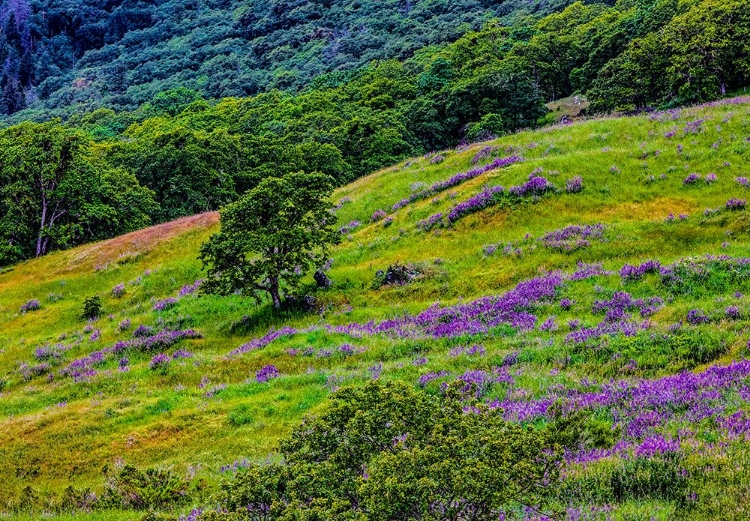 Picture of USA-CALIFORNIA-CRESCENT CITY-REDWOODS NATIONAL PARK-BOLD HILLS