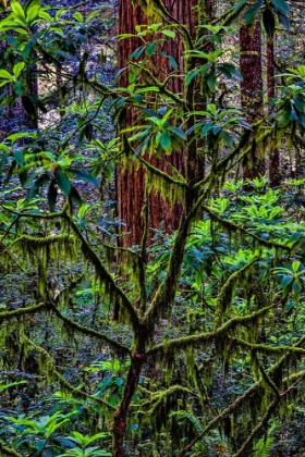 Picture of CALIFORNIA-USA-JEDEDIAH SMITH REDWOODS STATE PARK-REDWOODS NATIONAL PARK