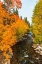 Picture of FALL COLOR ALONG BISHOP CREEK-INYO NATIONAL FOREST-CALIFORNIA-USA