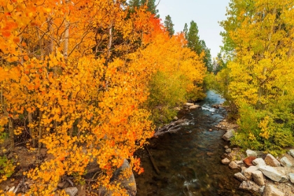 Picture of FALL COLOR ALONG BISHOP CREEK-INYO NATIONAL FOREST-CALIFORNIA-USA