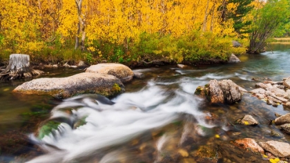 Picture of FALL COLOR ALONG BISHOP CREEK-INYO NATIONAL FOREST-CALIFORNIA-USA