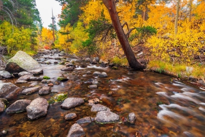 Picture of FALL COLOR ALONG BISHOP CREEK-INYO NATIONAL FOREST-CALIFORNIA-USA