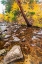 Picture of FALL COLOR ALONG BISHOP CREEK-INYO NATIONAL FOREST-CALIFORNIA-USA