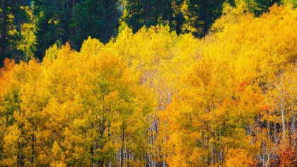 Picture of QUAKING ASPEN IN FULL AUTUMN COLOR ALONG BISHOP CREEK-INYO NATIONAL FOREST-CALIFORNIA-USA