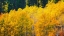 Picture of QUAKING ASPEN IN FULL AUTUMN COLOR ALONG BISHOP CREEK-INYO NATIONAL FOREST-CALIFORNIA-USA