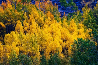 Picture of QUAKING ASPEN IN FULL AUTUMN COLOR ALONG BISHOP CREEK-INYO NATIONAL FOREST-CALIFORNIA-USA