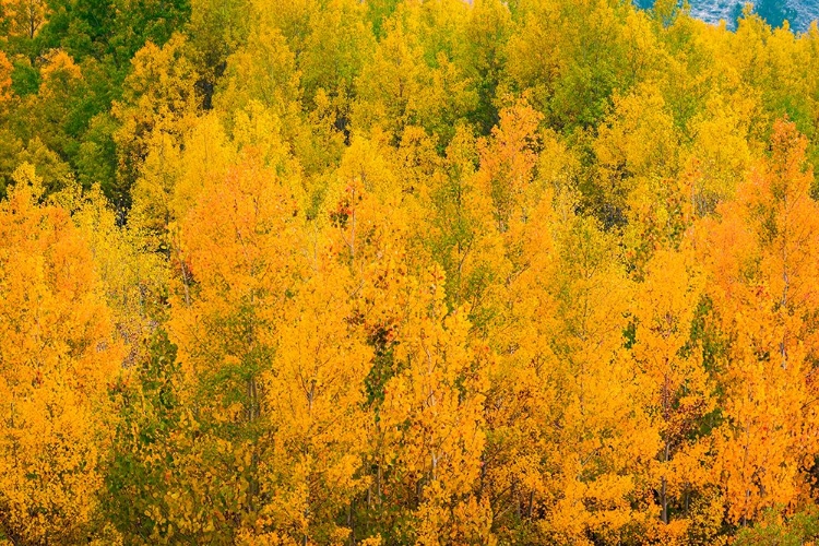 Picture of FALL COLOR ALONG BISHOP CREEK-INYO NATIONAL FOREST-CALIFORNIA-USA