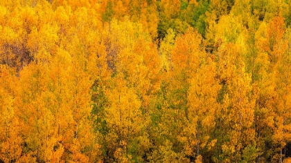 Picture of FALL COLOR ALONG BISHOP CREEK-INYO NATIONAL FOREST-CALIFORNIA-USA