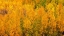 Picture of FALL COLOR ALONG BISHOP CREEK-INYO NATIONAL FOREST-CALIFORNIA-USA