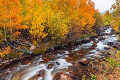 Picture of FALL COLOR ALONG BISHOP CREEK-INYO NATIONAL FOREST-CALIFORNIA-USA