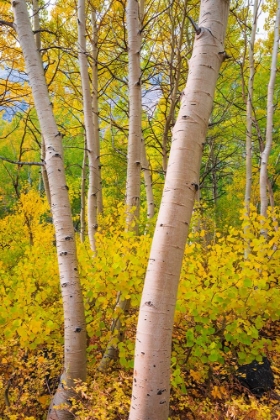 Picture of FALL COLOR ALONG BISHOP CREEK-INYO NATIONAL FOREST-CALIFORNIA-USA