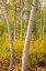 Picture of FALL COLOR ALONG BISHOP CREEK-INYO NATIONAL FOREST-CALIFORNIA-USA