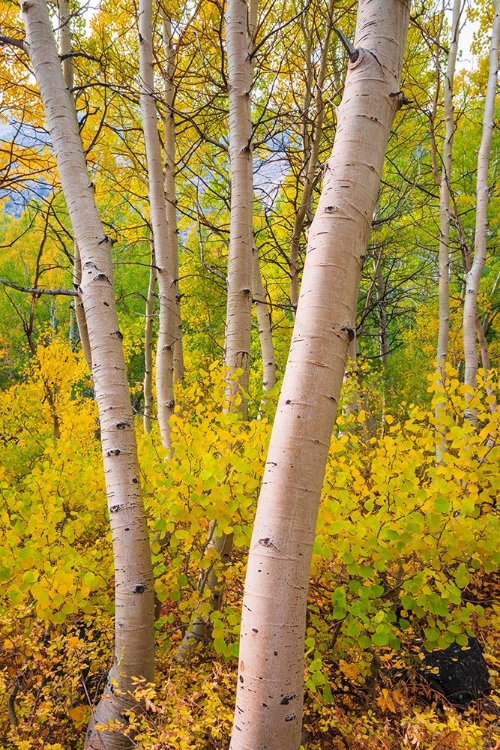 Picture of FALL COLOR ALONG BISHOP CREEK-INYO NATIONAL FOREST-CALIFORNIA-USA