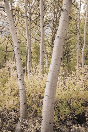 Picture of FALL COLOR ALONG BISHOP CREEK-INYO NATIONAL FOREST-CALIFORNIA-USA