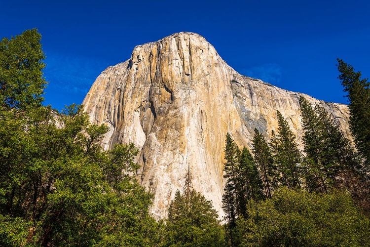 Picture of EL CAPITAN-YOSEMITE VALLEY-YOSEMITE NATIONAL PARK-CALIFORNIA-USA