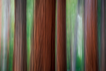 Picture of FOREST ABSTRACT-YOSEMITE NATIONAL PARK-CALIFORNIA-USA