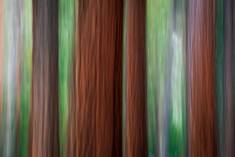 Picture of FOREST ABSTRACT-YOSEMITE NATIONAL PARK-CALIFORNIA-USA
