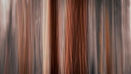 Picture of FOREST ABSTRACT-YOSEMITE NATIONAL PARK-CALIFORNIA-USA