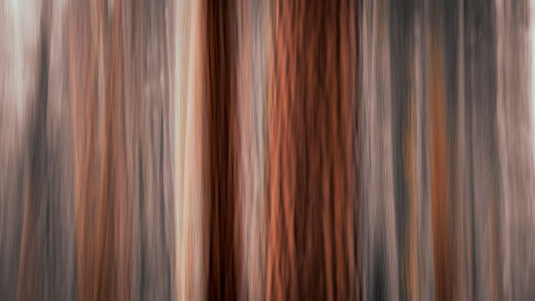 Picture of FOREST ABSTRACT-YOSEMITE NATIONAL PARK-CALIFORNIA-USA