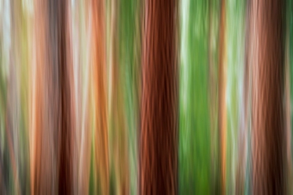 Picture of FOREST ABSTRACT-YOSEMITE NATIONAL PARK-CALIFORNIA-USA