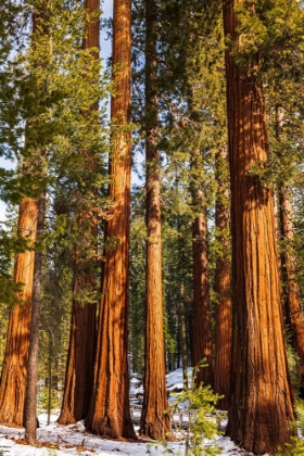 Picture of GIANT SEQUOIA IN THE MARIPOSA GROVE-YOSEMITE NATIONAL PARK-CALIFORNIA-USA