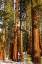 Picture of GIANT SEQUOIA IN THE MARIPOSA GROVE-YOSEMITE NATIONAL PARK-CALIFORNIA-USA