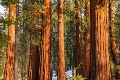 Picture of GIANT SEQUOIA IN THE MARIPOSA GROVE-YOSEMITE NATIONAL PARK-CALIFORNIA-USA