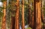Picture of GIANT SEQUOIA IN THE MARIPOSA GROVE-YOSEMITE NATIONAL PARK-CALIFORNIA-USA