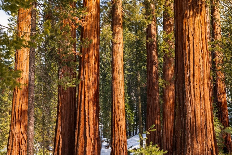 Picture of GIANT SEQUOIA IN THE MARIPOSA GROVE-YOSEMITE NATIONAL PARK-CALIFORNIA-USA