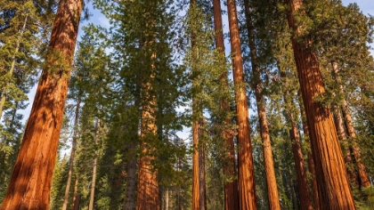 Picture of GIANT SEQUOIA IN THE MARIPOSA GROVE-YOSEMITE NATIONAL PARK-CALIFORNIA-USA