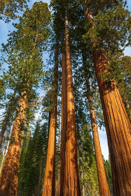 Picture of GIANT SEQUOIA IN THE MARIPOSA GROVE-YOSEMITE NATIONAL PARK-CALIFORNIA-USA