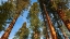 Picture of GIANT SEQUOIA IN THE MARIPOSA GROVE-YOSEMITE NATIONAL PARK-CALIFORNIA-USA