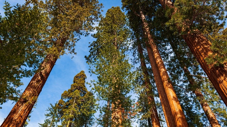 Picture of GIANT SEQUOIA IN THE MARIPOSA GROVE-YOSEMITE NATIONAL PARK-CALIFORNIA-USA