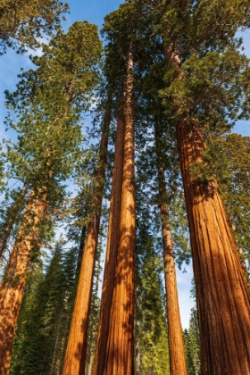 Picture of GIANT SEQUOIA IN THE MARIPOSA GROVE-YOSEMITE NATIONAL PARK-CALIFORNIA-USA