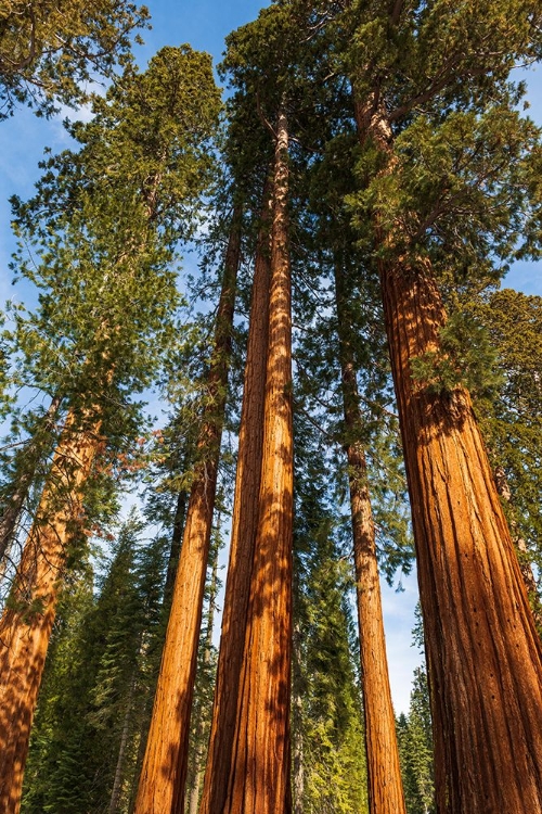 Picture of GIANT SEQUOIA IN THE MARIPOSA GROVE-YOSEMITE NATIONAL PARK-CALIFORNIA-USA