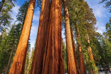 Picture of GIANT SEQUOIA IN THE MARIPOSA GROVE-YOSEMITE NATIONAL PARK-CALIFORNIA-USA