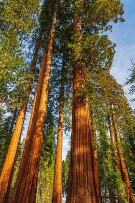 Picture of GIANT SEQUOIA IN THE MARIPOSA GROVE-YOSEMITE NATIONAL PARK-CALIFORNIA-USA