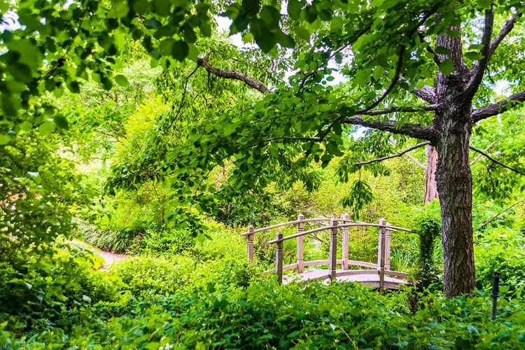 Picture of A WOODEN BRIDGE CROSSING A SMALL CREEK ALONGSIDE A DIRT PATH IN A VERY GREEN-LUSH FOREST SETTING