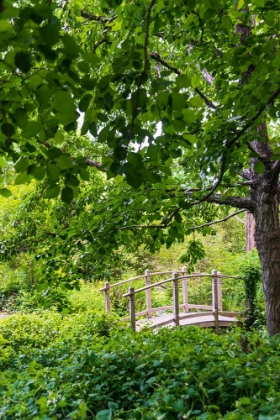 Picture of A WOODEN BRIDGE CROSSING A SMALL CREEK ALONGSIDE A DIRT PATH IN A VERY GREEN-LUSH FOREST SETTING