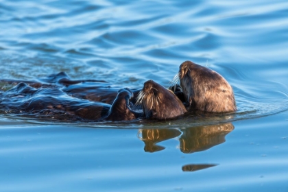 Picture of A JUVENILE AND MOTHER SEA OTTER FLOAT TOGETHER SERENELY IN MOSS LANDING HARBOR-CALIFORNIA